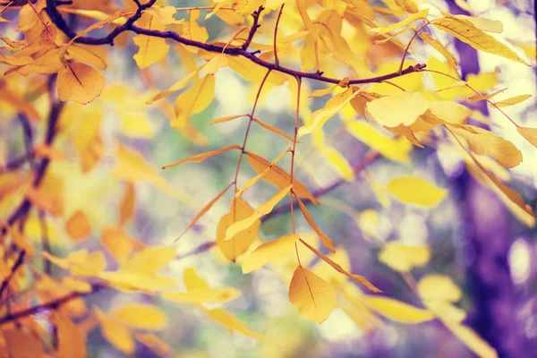 Gałęzie Drzewa Orzech Żółtych Liści Lesie Jesienią — Zdjęcie stockowe