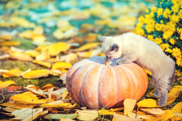 Ein Kleines Kätzchen Klettert Auf Herbstgelben Blättern Herbst Auf Einen — Stockfoto