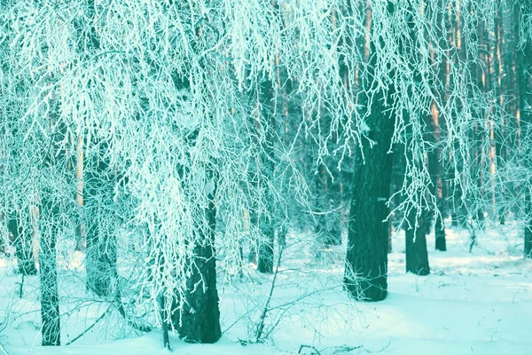 Pine Branches Covered Hoarfrost Natural Winter Background Winter Nature Snowy — Stock Photo, Image