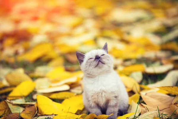 Маленький Сиамский Котенок Гуляет Свежем Воздухе Опавшим Листьям Осеннем Саду — стоковое фото