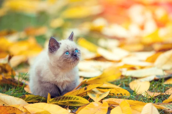 Weinig Siamese Kitten Lopen Buiten Gevallen Bladeren Herfst Tuin — Stockfoto