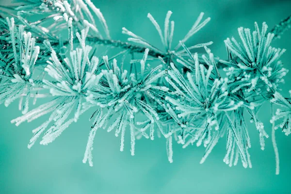 Die Kiefernzweige Sind Mit Raureif Bedeckt Natürlicher Winterhintergrund Winternatur Verschneiter — Stockfoto