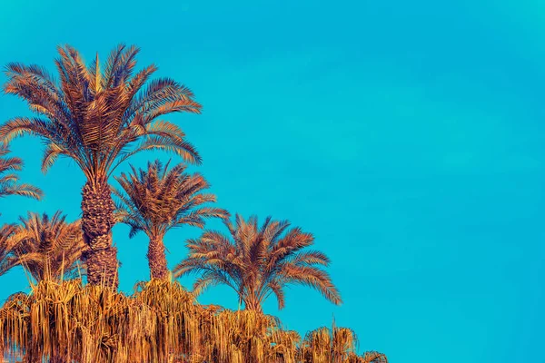 Paesaggio Retrò Con Palme Contro Cielo Blu Dessert — Foto Stock