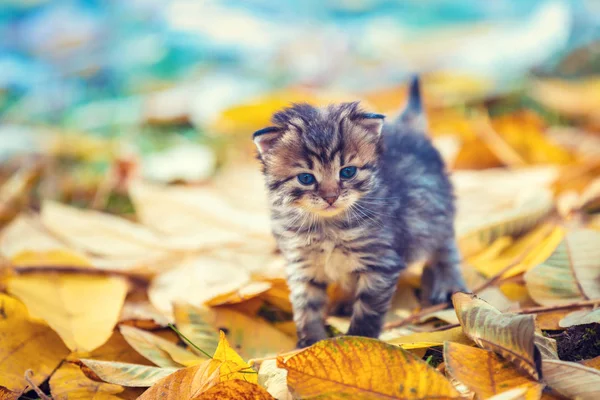Mały Kotek Chodzenie Zewnątrz Poległych Liści Jesienią Ogród — Zdjęcie stockowe