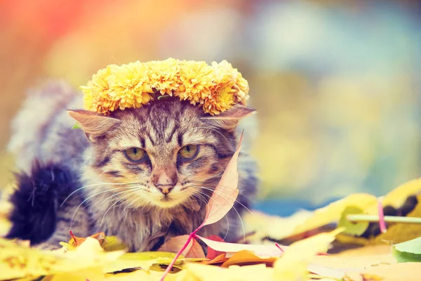 Портрет Кошки Лежащей Опавших Листьях Осенью Цветочная Капелла — стоковое фото