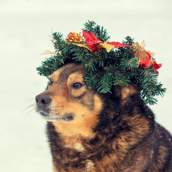 Portrait Chien Plein Air Dans Une Couronne Noël — Photo