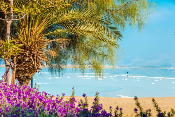 Tropikalny Krajobraz Dramatycznym Niebem Martwy Brzeg Morza Palmy Plaży Ein — Zdjęcie stockowe