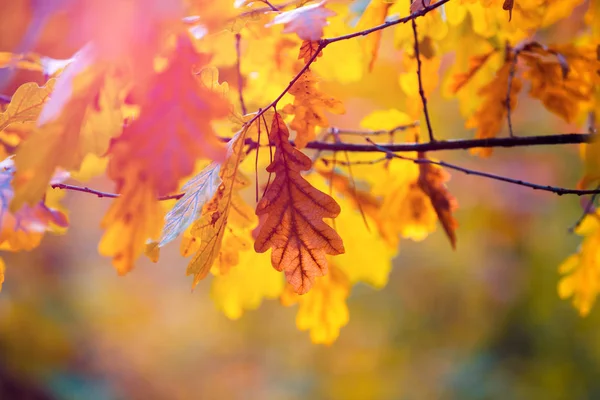 Eiken Takken Met Oranje Bladeren Herfst Bos — Stockfoto