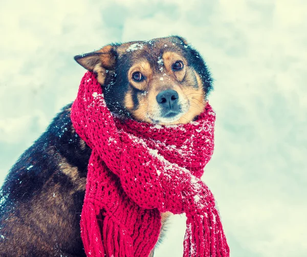 Portrait Dog Knitted Scarf Tied Neck — Stock Photo, Image