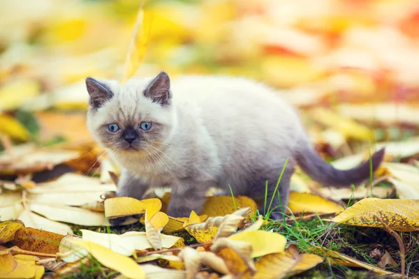 Kleines Siamesisches Kätzchen Spaziert Draußen Auf Den Fallenden Blättern Herbstgarten — Stockfoto