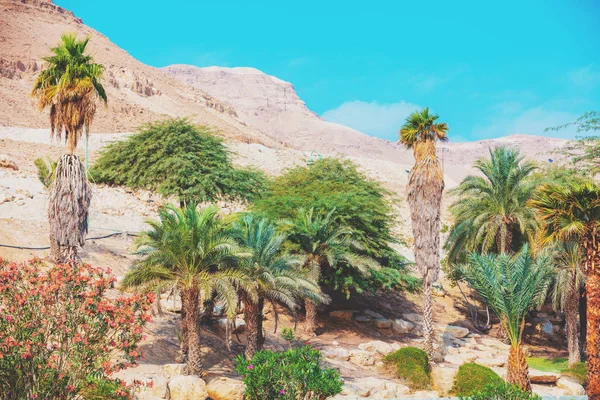 Oase Woestijn Palmbos Van Bomen Woestijn — Stockfoto