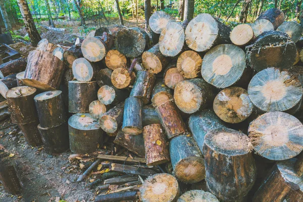 Preparing Firewood Winter Pile Cutting Pine Wood Outdoors — Stock Photo, Image