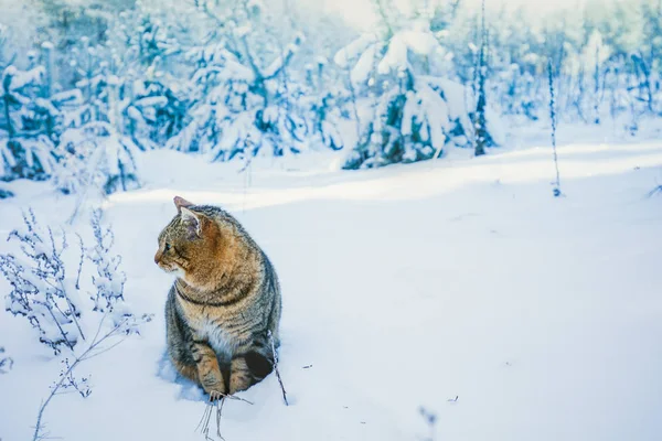 Кошка Гуляющая Снежному Лесу Зимой — стоковое фото
