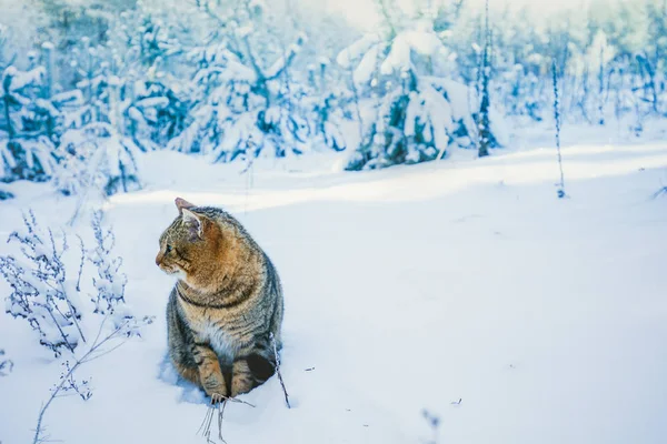 Caminhada Gato Floresta Nevada Inverno — Fotografia de Stock