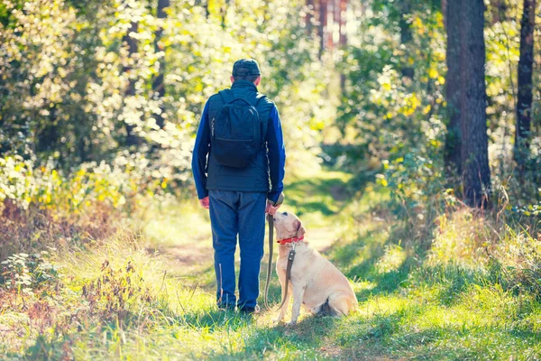 一个带着拉布拉多猎犬的人在松林里散步 男子把狗拴在皮带上 — 图库照片