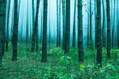 Yaz çam ormanları Sisli sabah