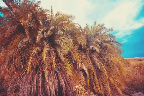 Palms Grove Oasis Desert — Stock Photo, Image