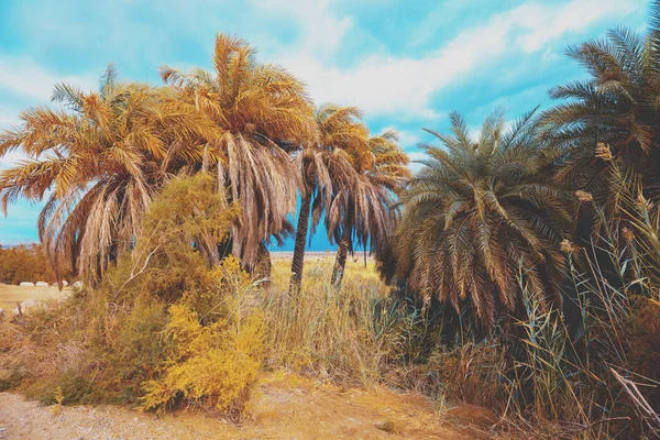 Palms Grove Oasis Desert — Stock Photo, Image