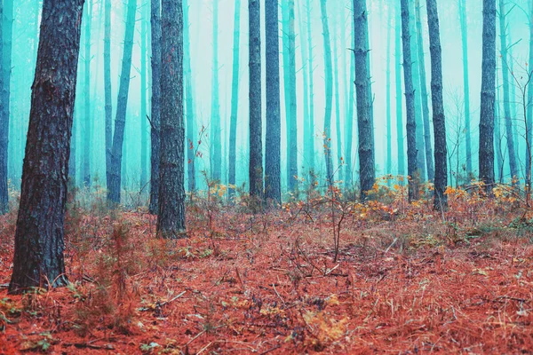 霧の深い朝の秋のアカマツ林 — ストック写真