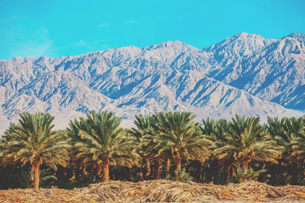 Palm Grove Background Mountains — Stock Photo, Image