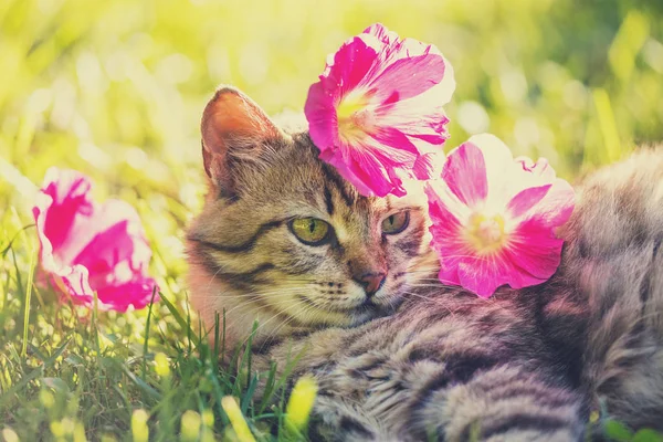 頭の上の花夏に庭の草に横たわっている猫 — ストック写真