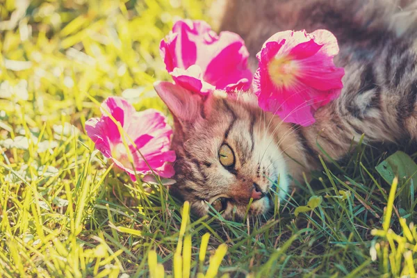 Gato Acostado Hierba Jardín Verano Con Flores Cabeza — Foto de Stock