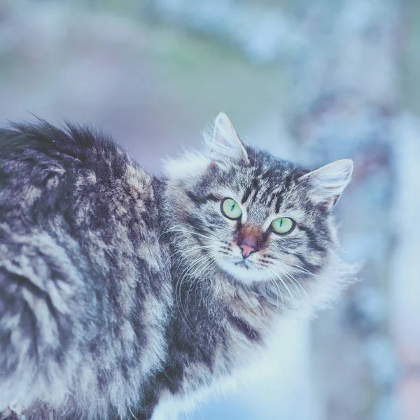 Portretul Pisicii Siberiene Care Uită Cameră — Fotografie, imagine de stoc