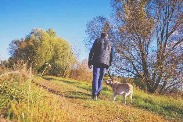 Man Med Labrador Retriever Hund Promenader Landsbygden Höst — Stockfoto