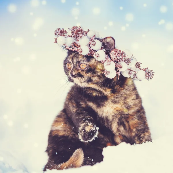 Porträt Des Schildkrötenpanzerkätzchens Mit Weihnachtskranz Katze Läuft Winter Tiefschnee — Stockfoto
