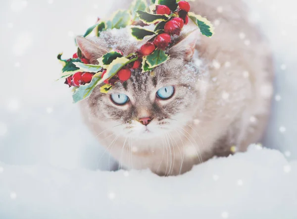 Portrét Siamská Kočička Nosí Vánoční Věnec Kocour Hlubokém Sněhu Zimě — Stock fotografie