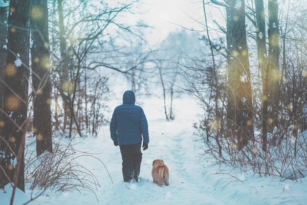 一个带着拉布拉多猎犬狗的人在冰雪覆盖的公路上漫步在冬日森林里 回到镜头前 — 图库照片