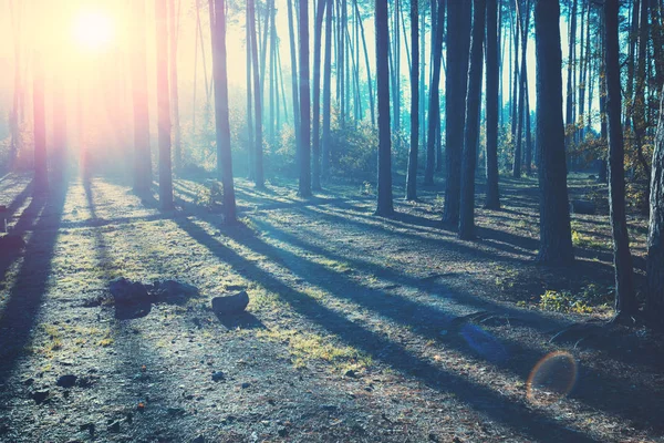 Fabulous Foggy Sunrise Pine Forest — Stock Photo, Image
