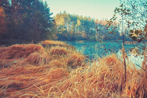 Early Morning Sunrise Forest Lake Shore Sedge Rural Landscape Autumn — Stock Photo, Image