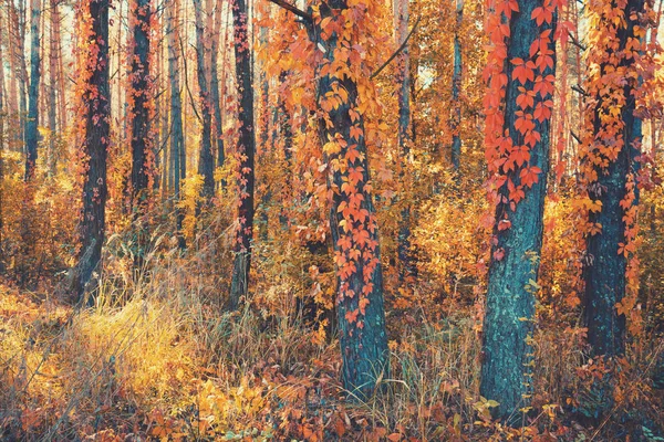 Красивый Сосновый Лес Осенью Сосны Обтянутые Плющом — стоковое фото