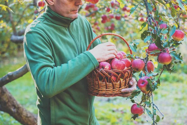 A man harvesting a rich harvest of apples in the orchard. A man holds a basket full with red apples