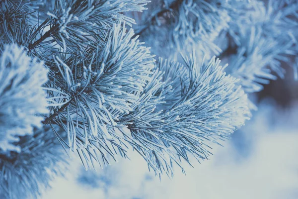 Kiefernzweige Mit Raureif Bedeckt Natur Winter Hintergrund Winternatur Verschneiter Wald — Stockfoto