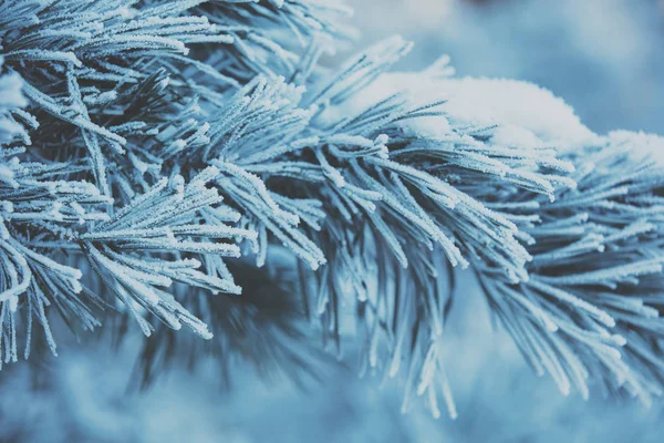 Pine Κλαδιά Καλυμμένα Χιόνι Και Παγετός Φύση Χειμώνα Φόντο Φύση — Φωτογραφία Αρχείου
