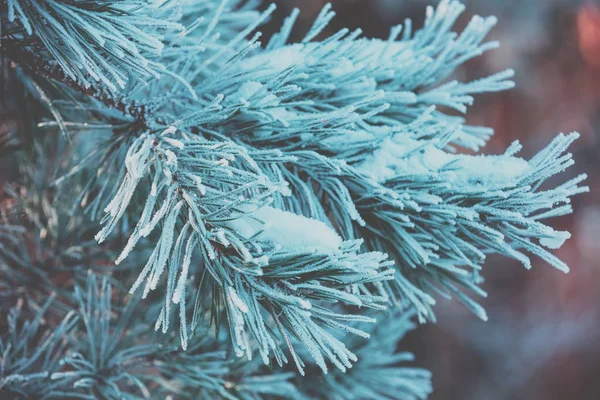 Pijnboomtakken Bedekt Met Rijm Natuur Winter Achtergrond Aard Van Winter — Stockfoto