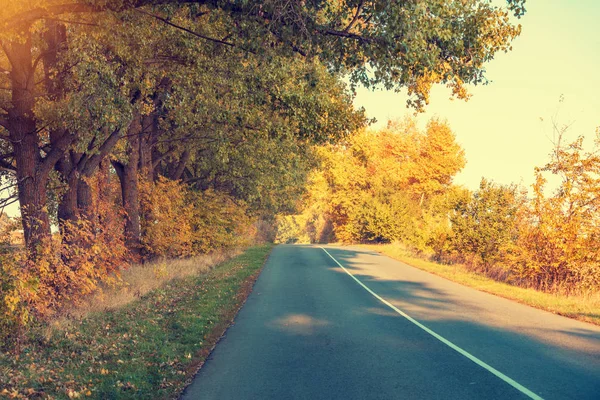 Autumn Country Road Yellow Trees Roadside — Stok fotoğraf