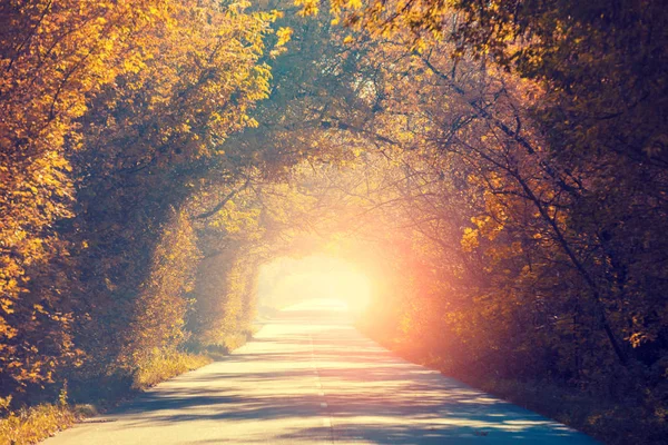 Природный Туннель Деревьев Осенью — стоковое фото