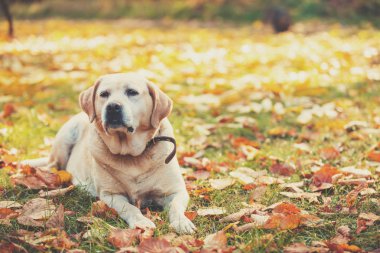 Açık havada düşen yapraklar sonbaharda bahçesinde yatan labrador retriever köpek
