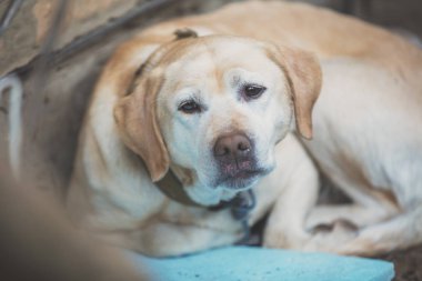 Terk edilmiş bir köpek. Üzgün Labrador retriever sokağın içinde. Deri bir kemik köpek