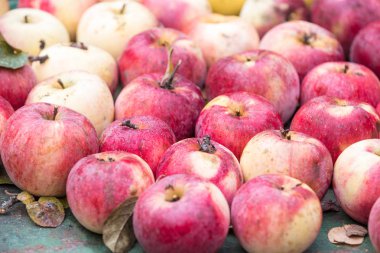 Kırmızı organik elma bol hasat