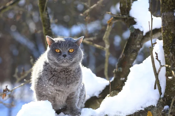 Blue British Shorthair Cat Sentado Uma Árvore Jardim Inverno Nevado — Fotografia de Stock