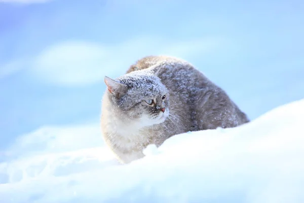 Siamese Cat Sits Tree Garden Snowy Winter — Stock Photo, Image