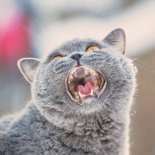 Retrato Meowing Blue British Shorthair Cat — Fotografia de Stock