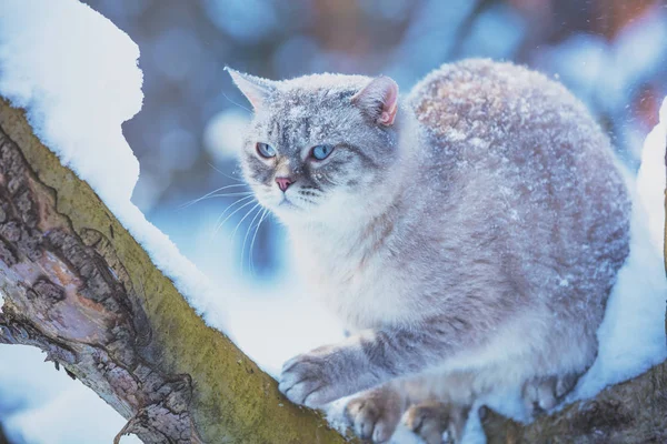 シャム猫は 雪に覆われた冬の庭の木に座っています — ストック写真