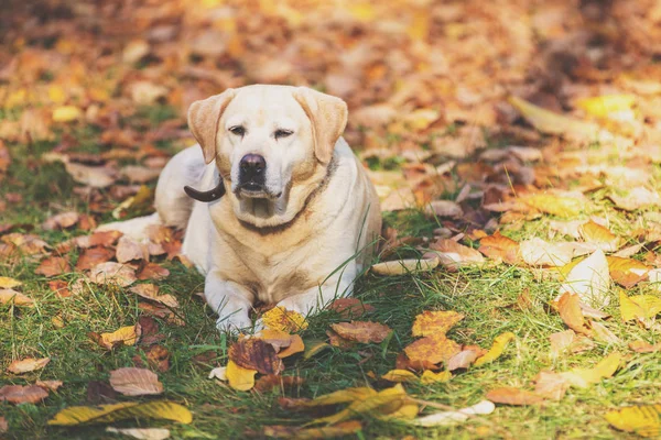 Labrador Retriever Dog Lying Outdoors Fallen Leaves Autumn Garden — Stock Photo, Image