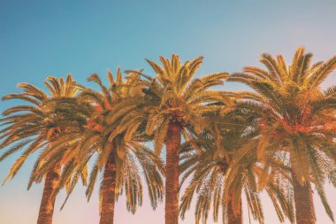 Tropic palmiye ağaçları mavi turuncu degrade günbatımı gökyüzü karşı koru. Tropic akşam manzara. Güzel doğa. Tarihi avuç saç ekimi.