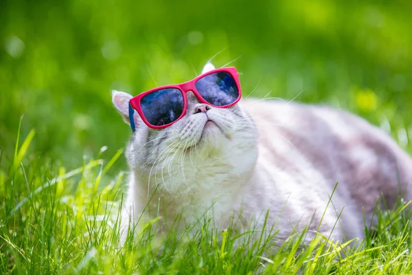 Cat Wearing Sunglasses Lies Grass Summer Sunny Day — Stock Photo, Image